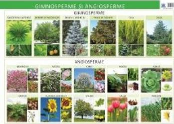 Plansa Gimnosperme si Angiosperme - Florica Alexandrescu