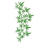 Sticker decorativ, Ramura de maslin, verde, 40x83 cm