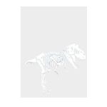 Sticker decorativ, Schelet T-REX, Alb, 45x38 cm