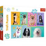 100 PCS Dogs world 16421