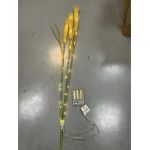 Decorațiune grâu cu lumina led engros