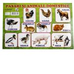 Plansa pasari si animale domestice A4