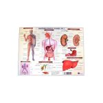 Anatomia omului. Plansa Nr.2