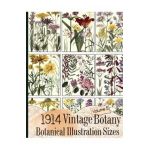 1914 Vintage Botany Botanical Illustration Sizes - C. Anders