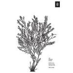 An Elegant Puzzle: Systems of Engineering Management - Will Larson