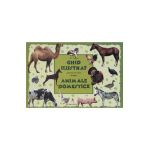 Ghid ilustrat pentru cei mici despre animale domestice - M. Tufan