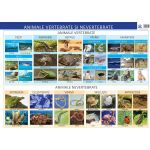 Plansa - Animale vertebrate si nevertebrate | Florica Alexandrescu
