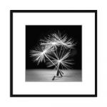Poster 50x50 cm Dandel - Styler