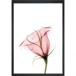 Poster 24x29 cm Misty Bloom - Tablo Center