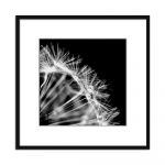 Poster 50x50 cm Dandel - Styler
