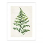 Poster 40x50 cm Fern