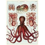 Poster - Octopods | Cavallini Papers & Co. Inc.
