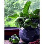 Set pictura pe numere - Olives | Acuarello
