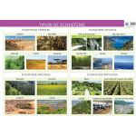 Plansa - Tipuri de ecosisteme | Florica Alexandrescu