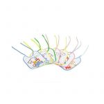 Baveta cu snur, bumbac/pvc 7/set Sunny Baby