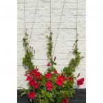 Nature Set cabluri spalier pentru plante cataratoare