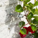 Nature Set cabluri spalier pentru plante cataratoare