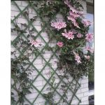 Nature Spaliere de gradina
