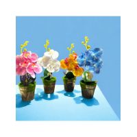 Best seller, mixt culori, Aranjament cadou martisor orhidee ghiveci engros