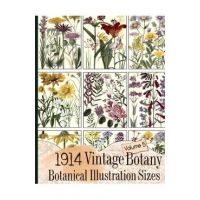 1914 Vintage Botany Botanical Illustration Sizes - C. Anders