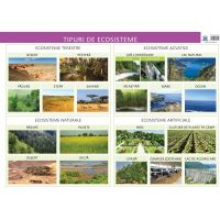 Plansa - Tipuri de ecosisteme | Florica Alexandrescu