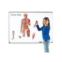 Corpul uman - set magnetic