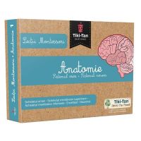 Lectii Montessori - Anatomie: Sistemul osos. Sistemul nervos