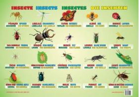 Insecte