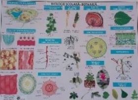 Plansa Biologie scolara - Botanica