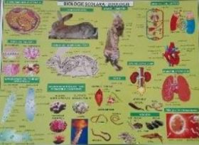 Plansa Biologie scolara - Zoologie