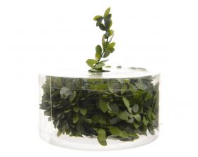 Ghirlanda buxus | Kaemingk