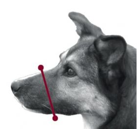 Trixie Botnita Nylon XS-S J. R. Terrier 16 cm (14-28 cm)
