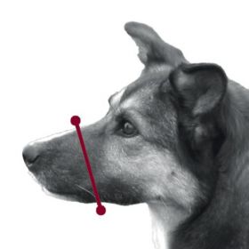 Botnita Nylon XS J. R. Terrier 16 cm (14-28 cm) 1921