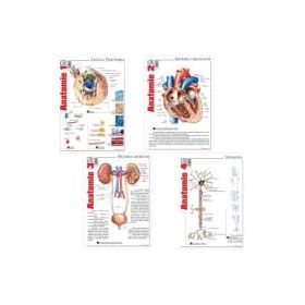 Pachet Pliante Anatomie, volumele 1-4 - Florica Mailat