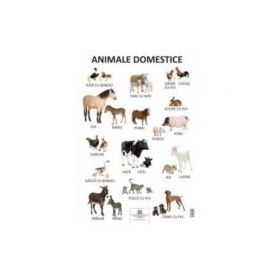 Plansa Animale Domestice