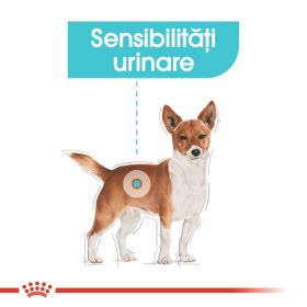 Royal Canin Mini Urinary Care, hrană uscată câini, sănătatea tractului urinar, 1kg