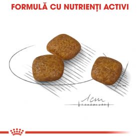 Royal Canin Mini Urinary Care, hrană uscată câini, sănătatea tractului urinar, 1kg
