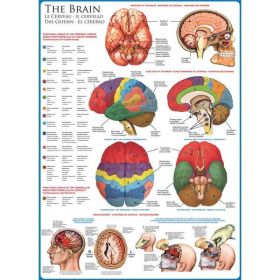 Puzzle 1000 piese The Brain