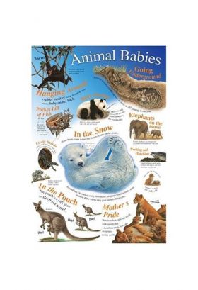 Animal Babies |