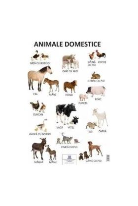 Plansa - Animale domestice