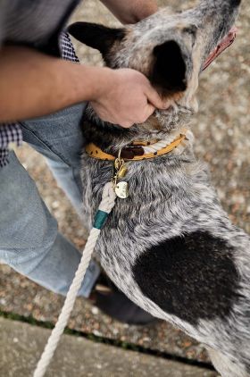 Field + Wander lesa pentru catel Rope Leash