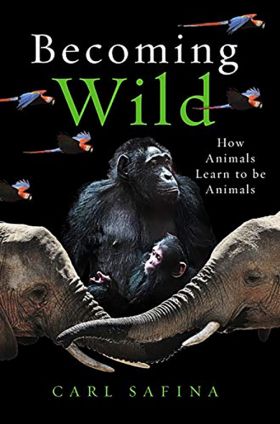 Becoming Wild | Carl Safina