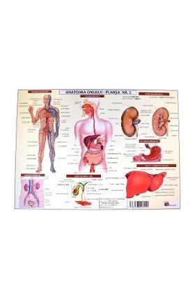 Anatomia omului. Plansa Nr.2