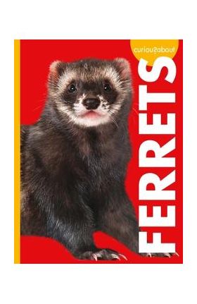 Curious about Ferrets - Alissa Thielges