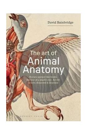 Art of Animal Anatomy