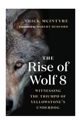 The Rise of Wolf 8: Witnessing the Triumph of Yellowstone's Underdog - Rick Mcintyre