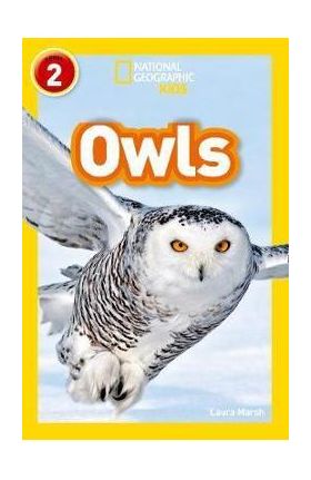 Owls -