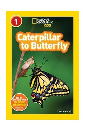 Caterpillar to Butterfly - Laura Marsh