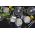 Set oale 8 piese Dallas, Ambition, 16/18/20/22 cm, inox