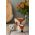 Price & Kensington pahar de ou Woodland 2-pack